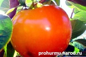 Хурма (Японское яблоко)